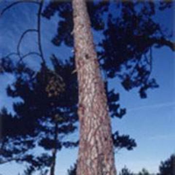 Pine Bark Extract 